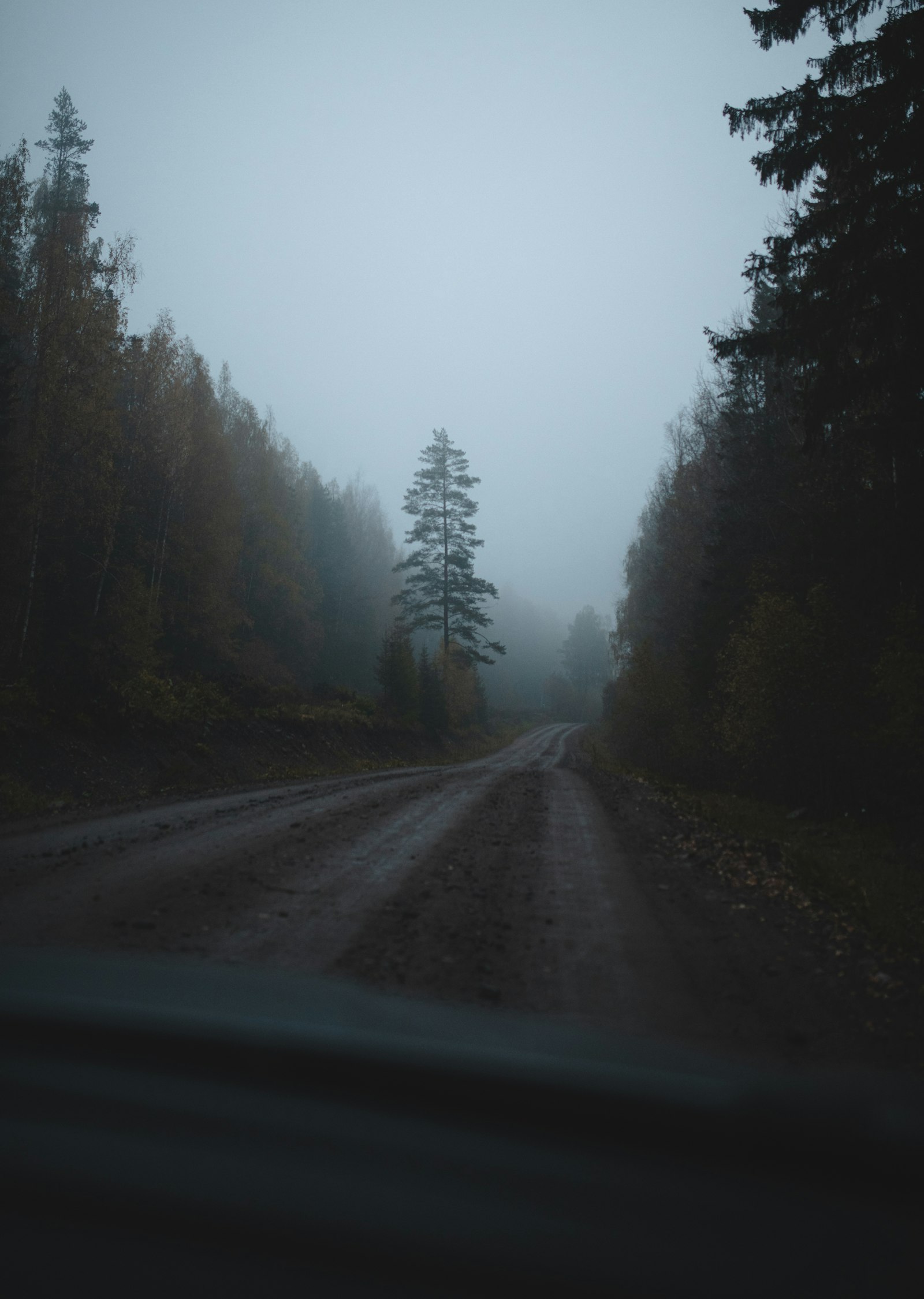 A quiet forest road seen through morning mist on the islands (placeholder photo)