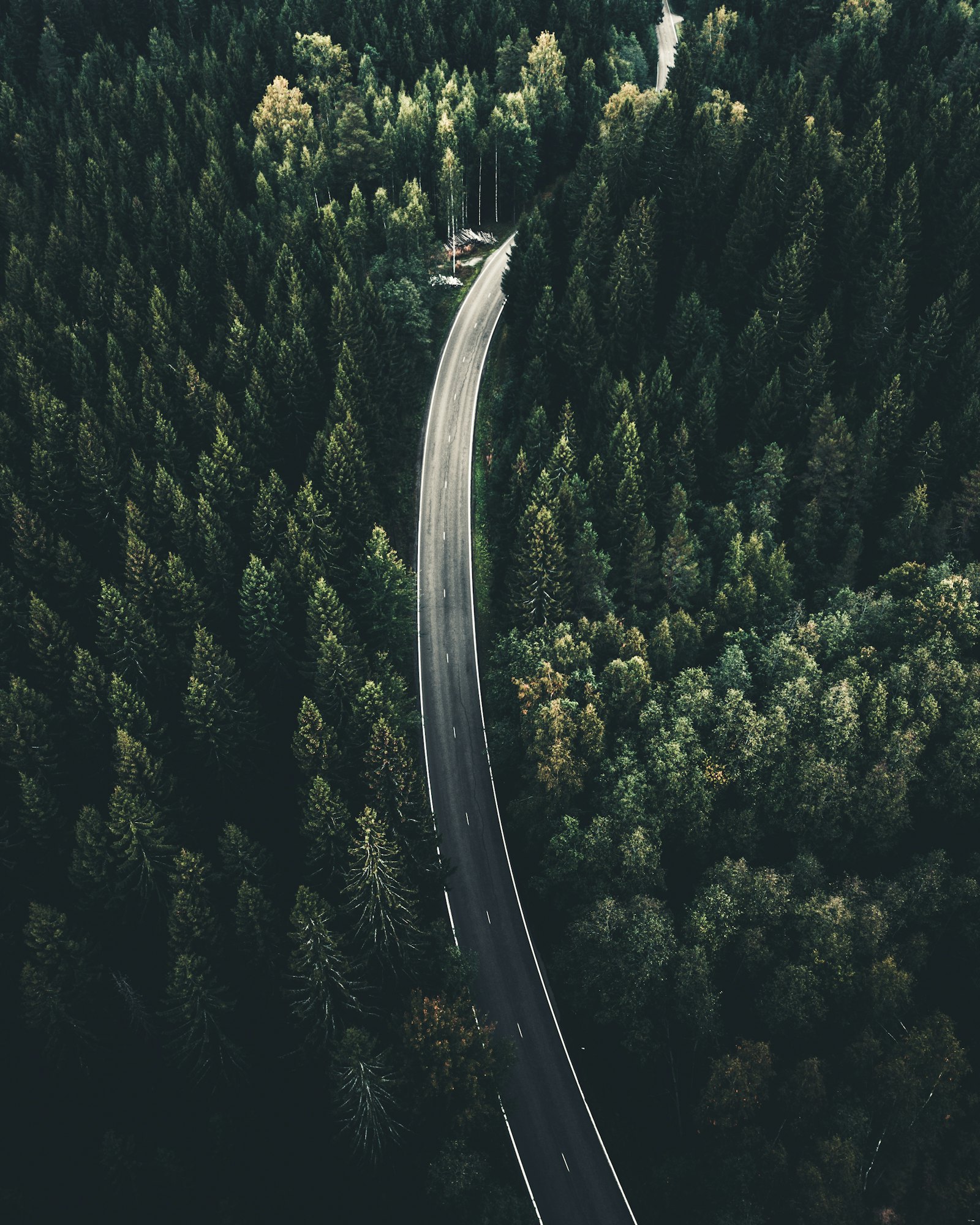 An aerial view of a road winding through dense green forest (placeholder photo)