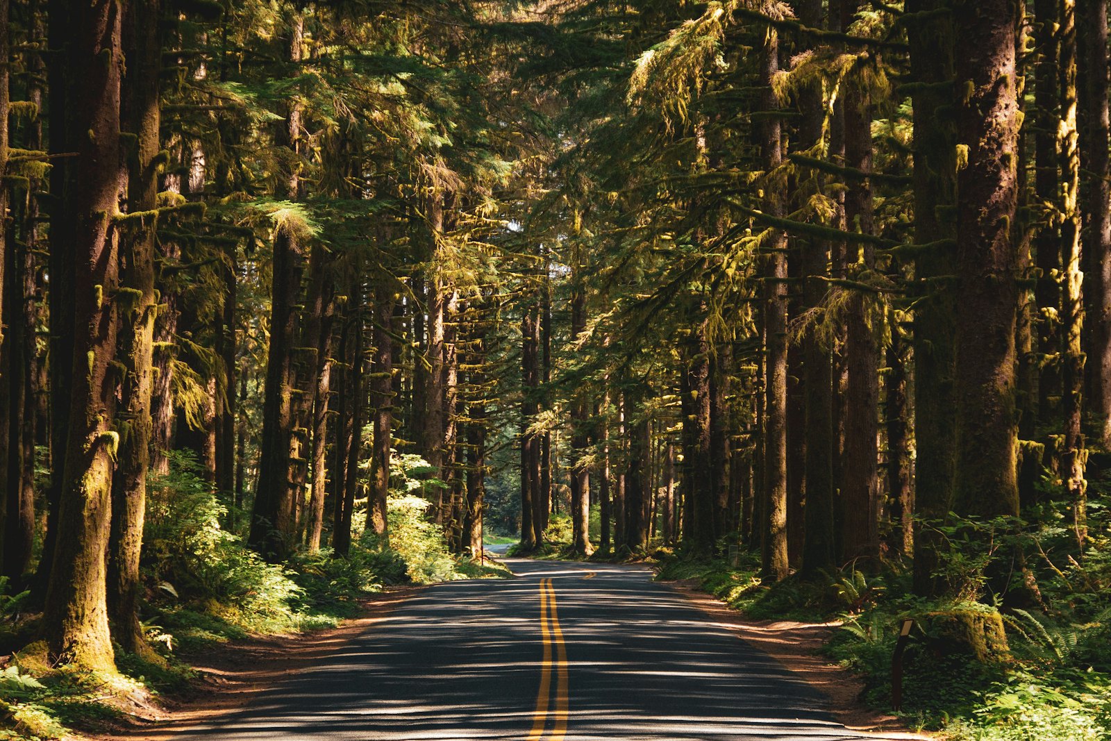 Sunlight falling across a paved road through tall coastal forest (placeholder photo)