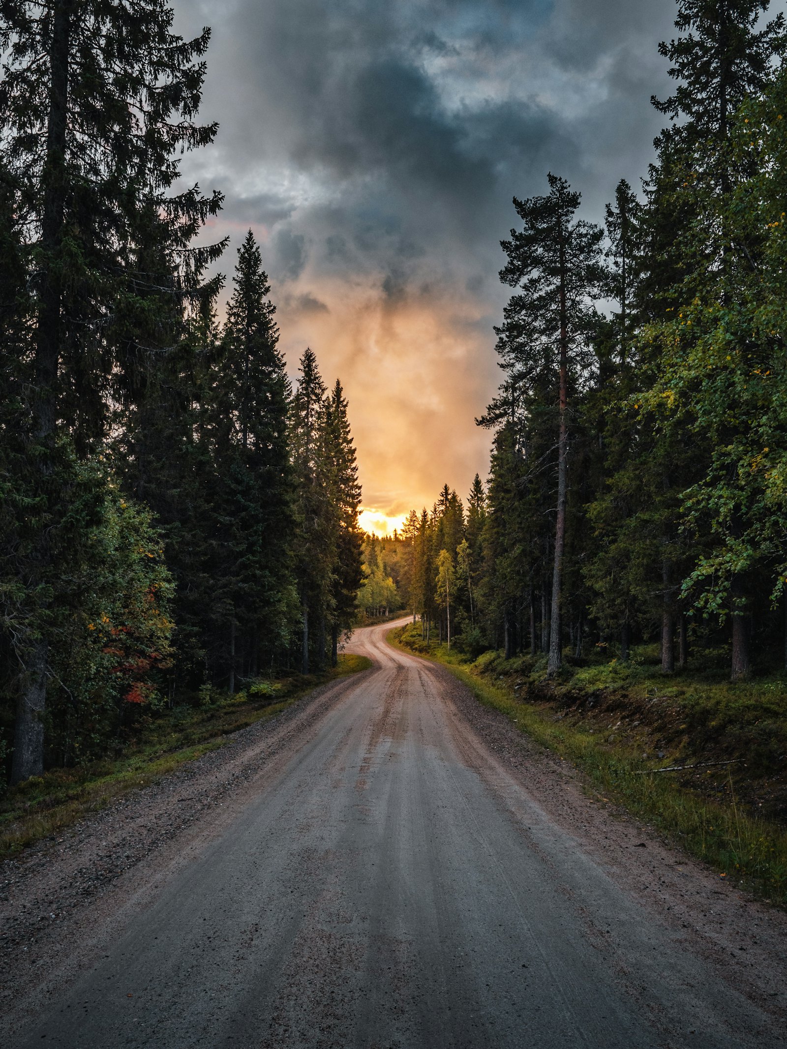 A sunlit gravel road running through tall coastal forest (placeholder photo)